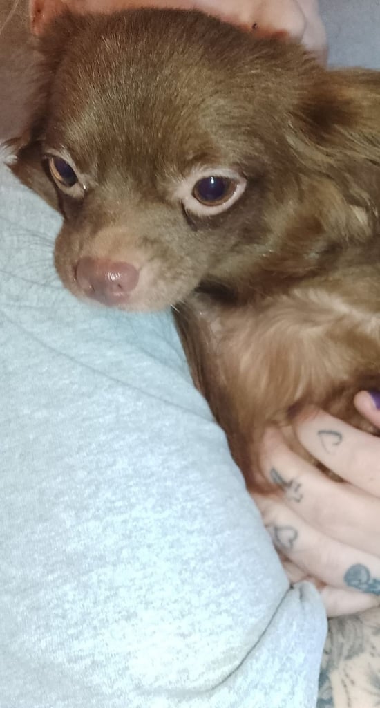 Only 2 left,,, Pure Bred long haired Chocolate Chihuahuas 