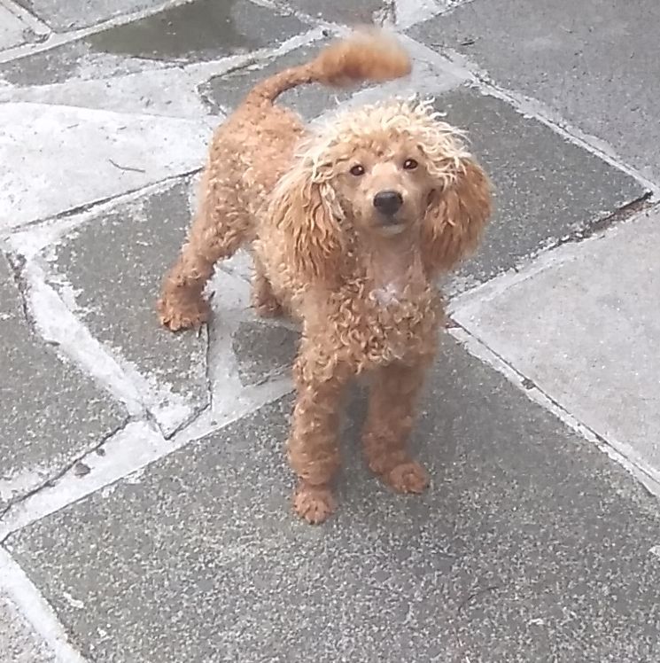 red toy poodle