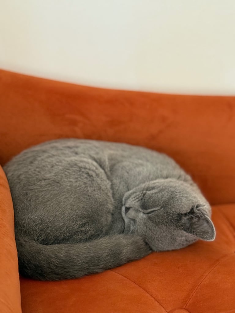 British Shorthair cat