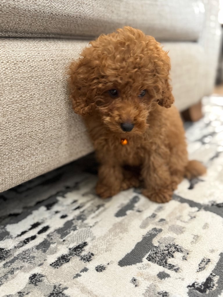 Cute Toy Poodle Puppy – Smart, Playful & Loving!