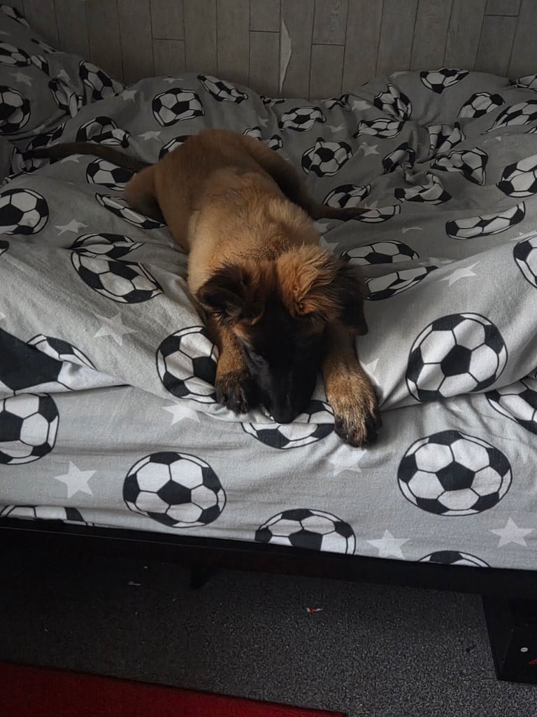 15week belgian malinois pup