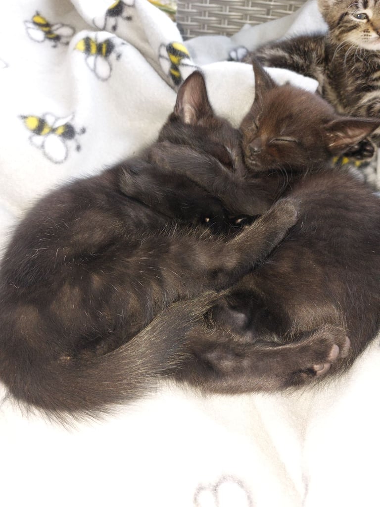 4 gorgeous kittens for sale. 