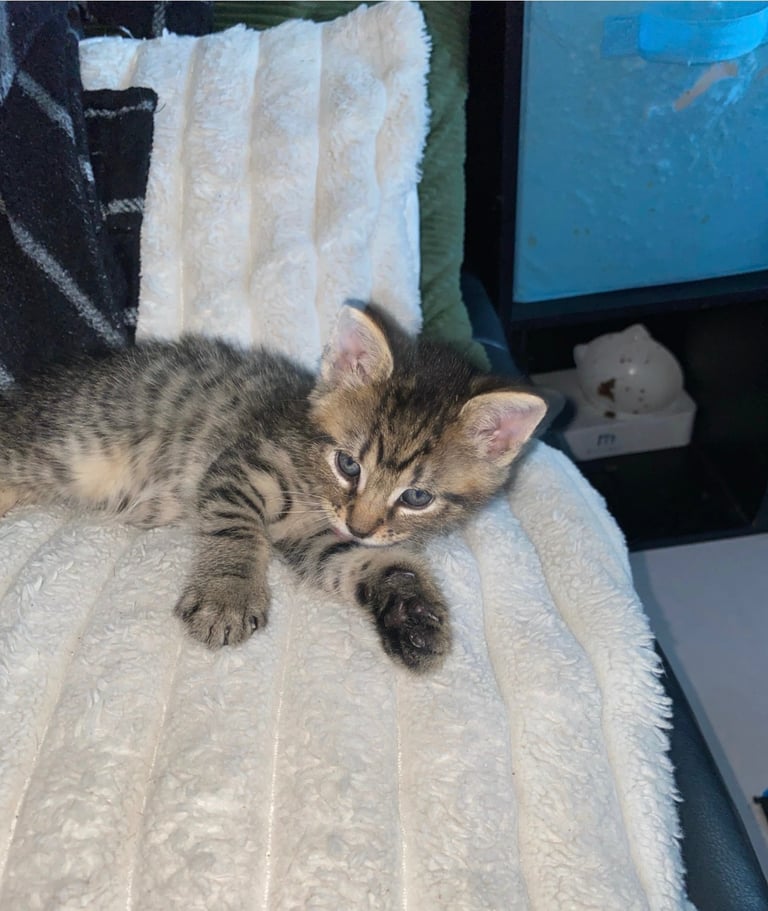 Tabby x Bengal 8 week old cute kitten READY TO LEAVE 🏡