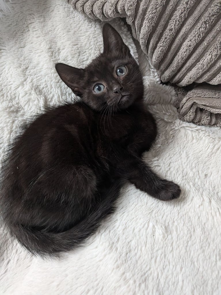 Kittens Still Available as of 3nd Nov 25