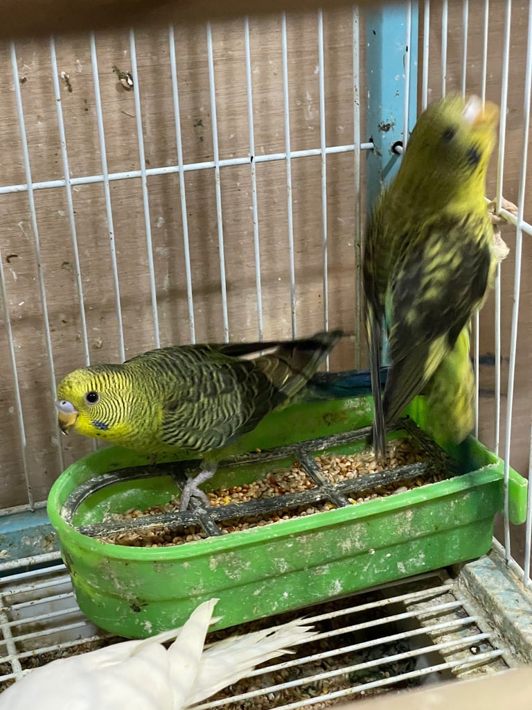 Budgies BW/Split BW