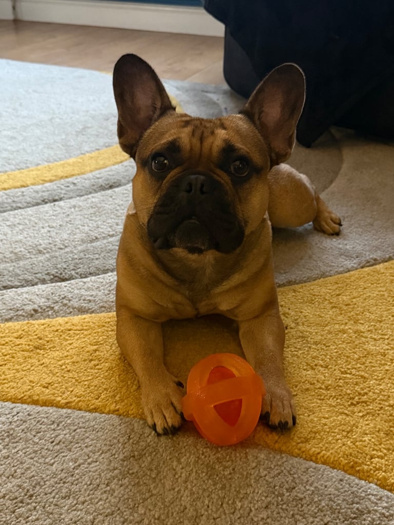 French Bulldog rehome 