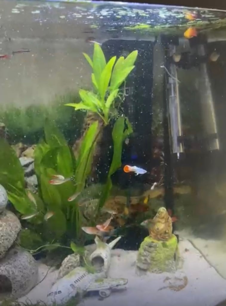 Aquarium Tank for Sale - 90-120 Liters with Equipment