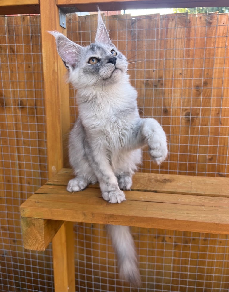 Kitten cat Maine Coon black smoke high silver ready