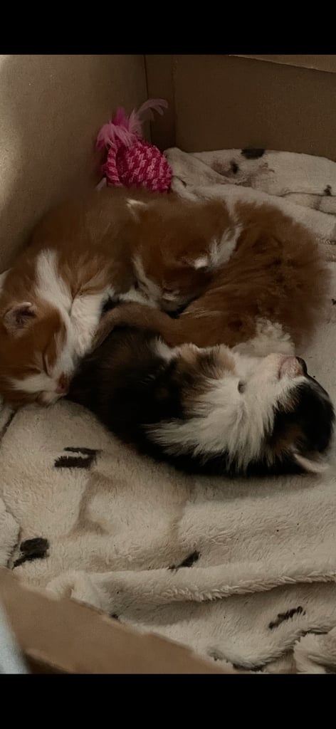 image for Two boys ginger and white