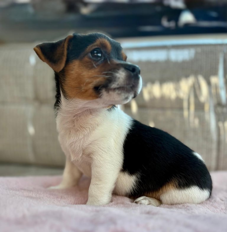 Traditional Miniature Jack Russell Puppies!