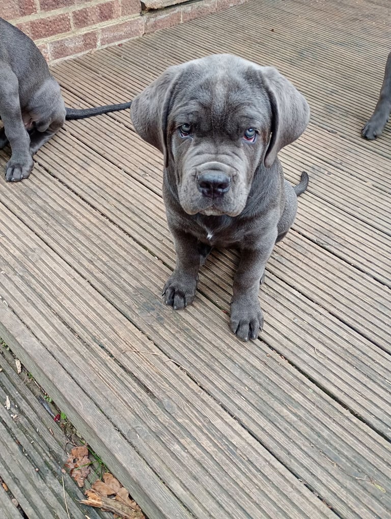 Pure cane corso puppy  💯
