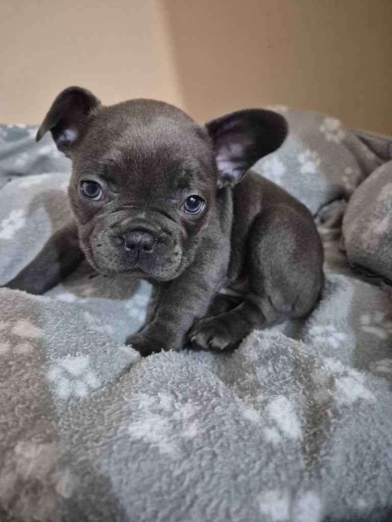 French bulldog puppies