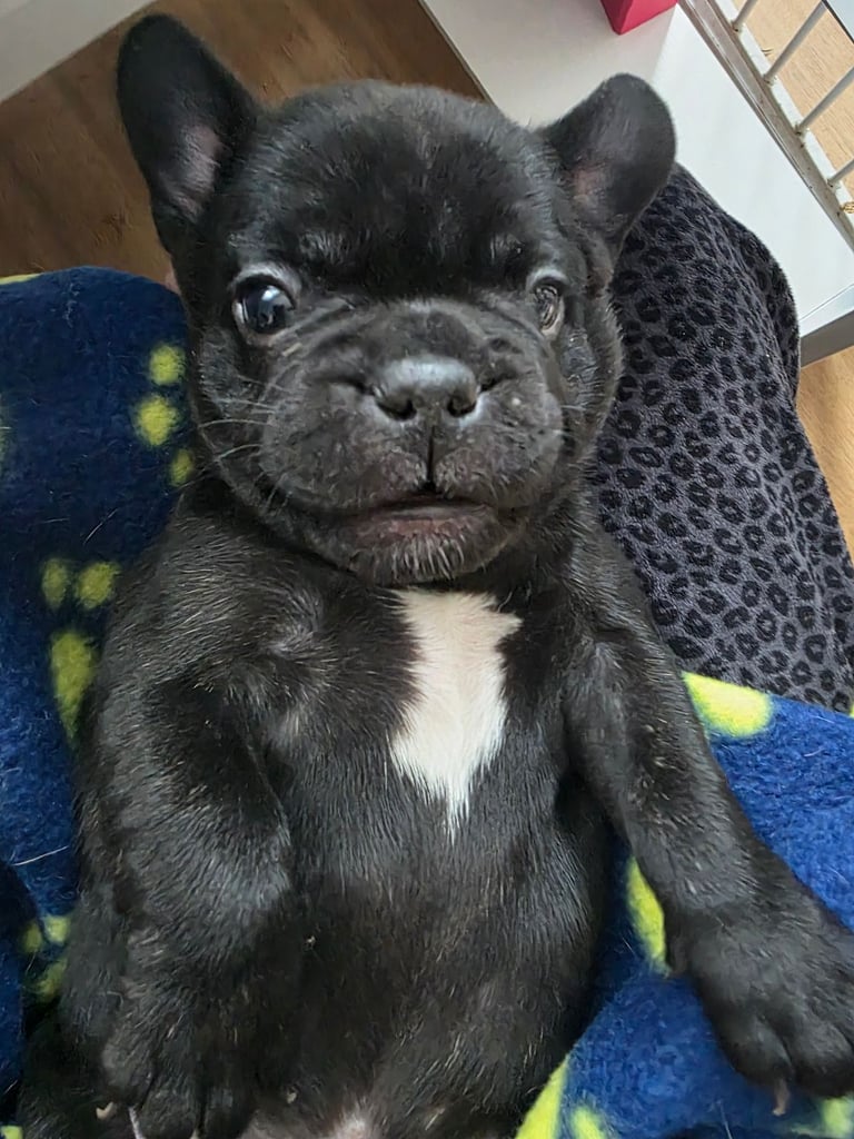 French Bulldog Puppy