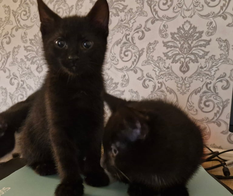 Kittens