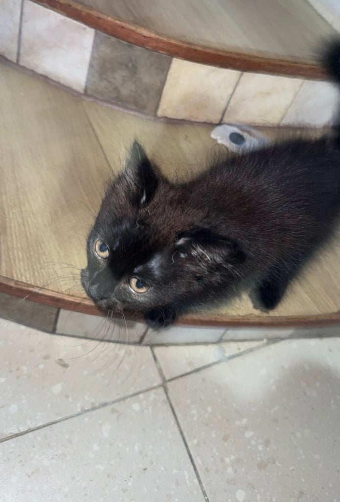 2 beautiful kittens looking for a home