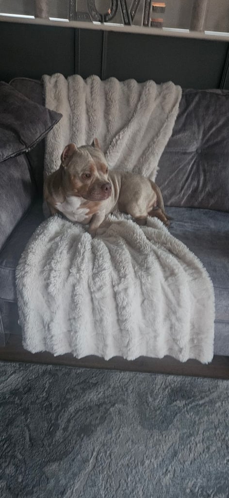 4 year old female micro bully looking for a loving home 