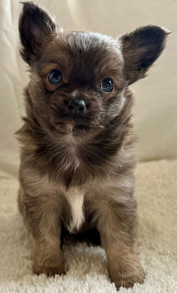 Chihuahua puppy