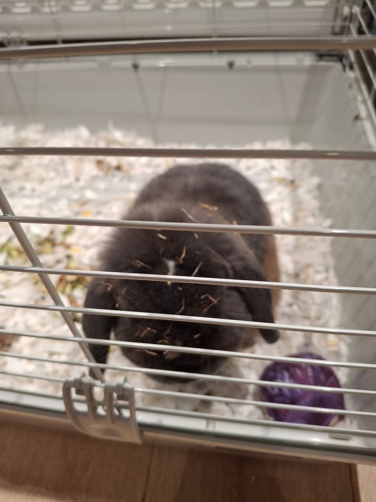 Male Mini lop Rabbit with Indoor Cage