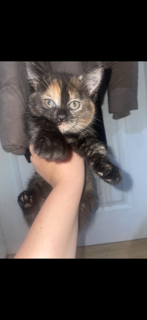 Gorgeous female kittens looking for their forever home 