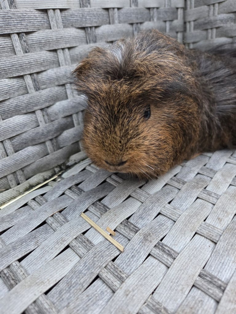 Stunning guinea pig brothers 
