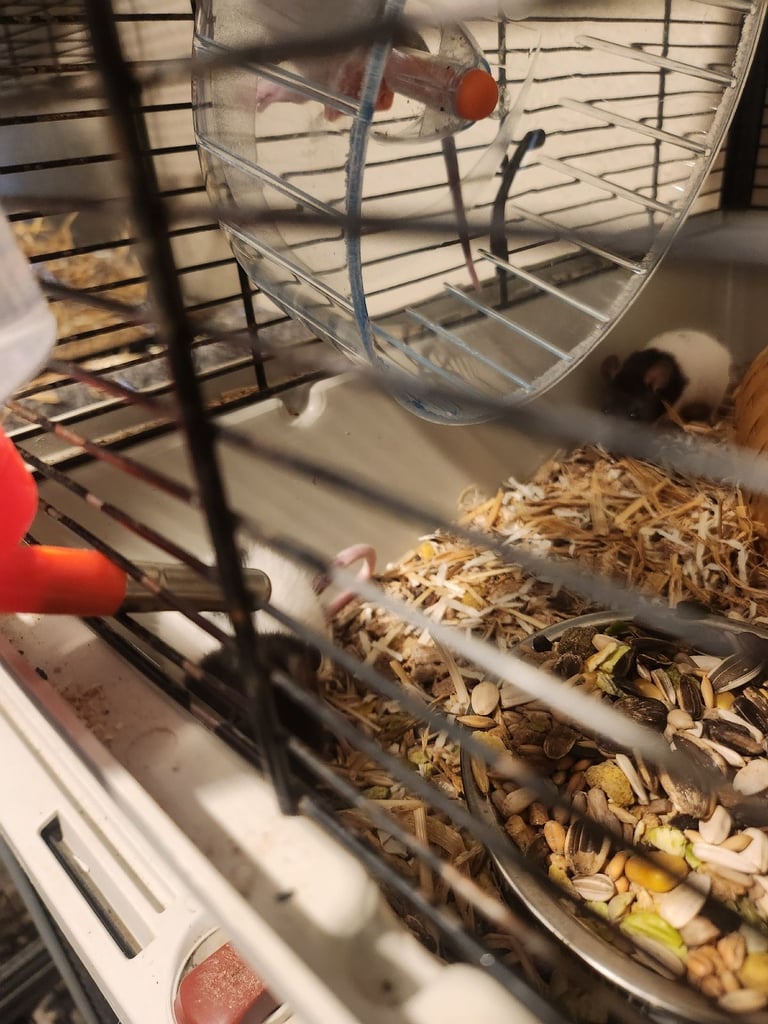 3 girls left Topeard&dumbos on way soon