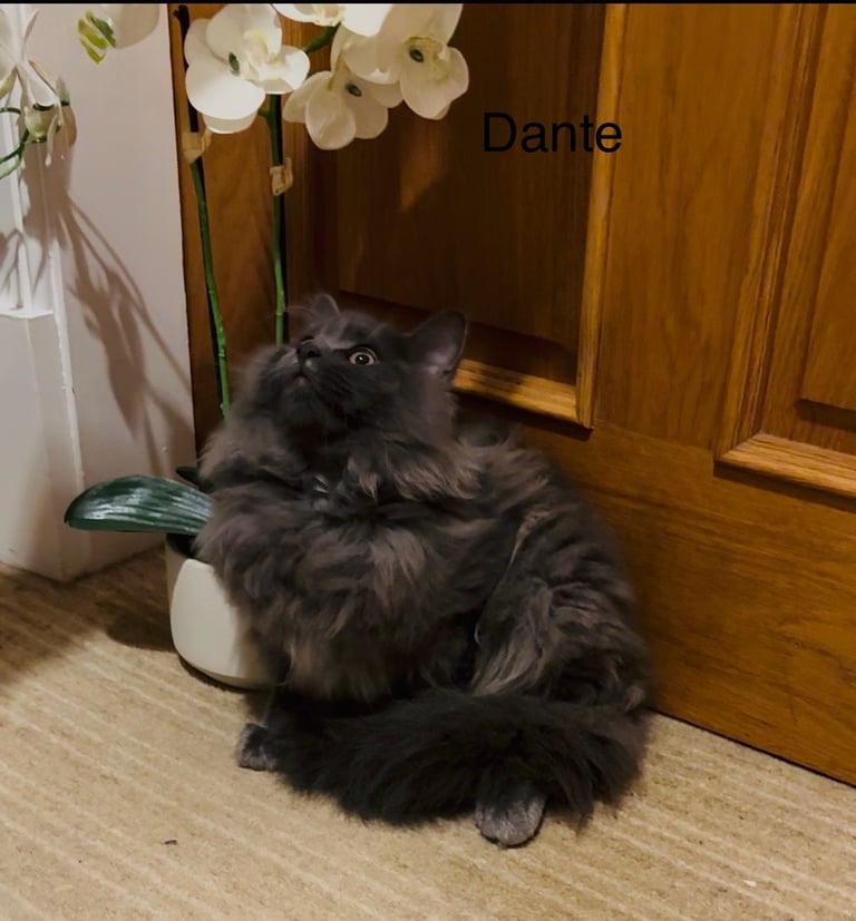 OUTSTANDING MAINE COON KITTENS