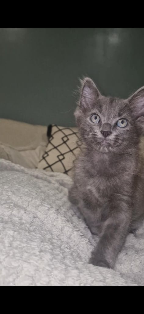 Unique Grey and brown kitten