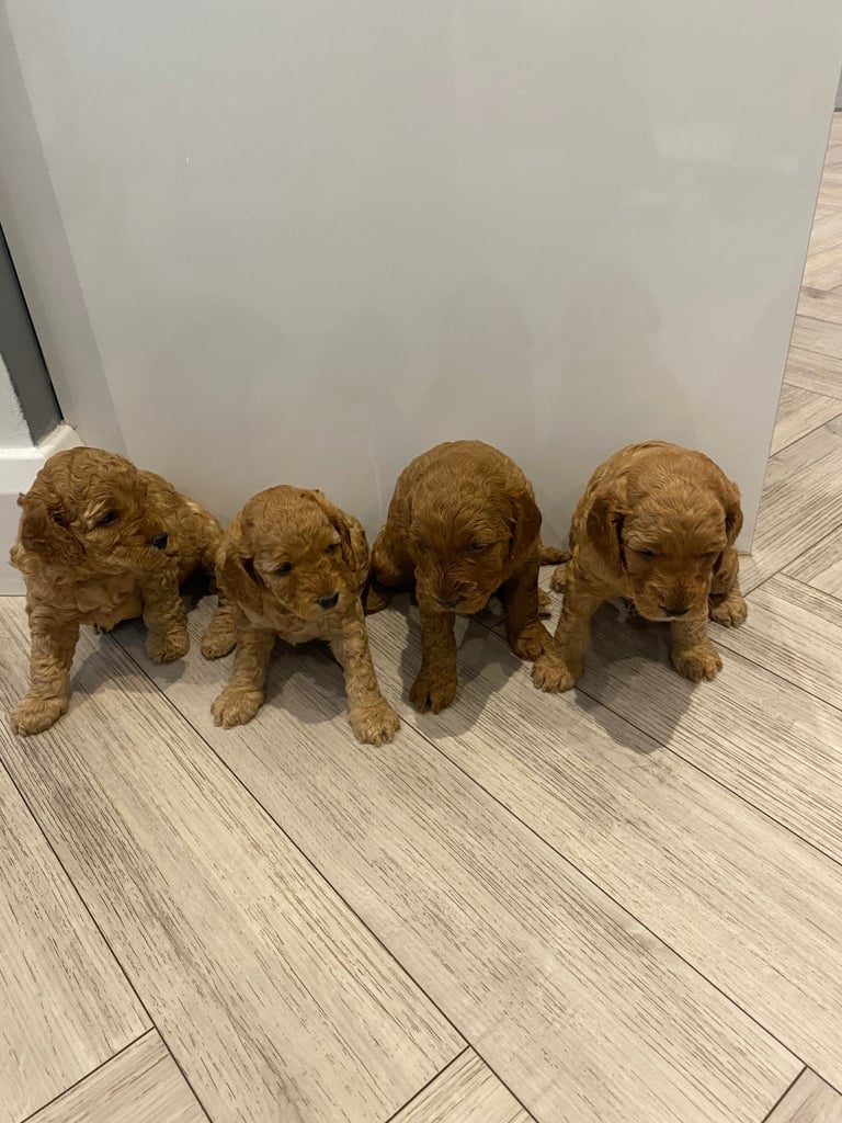 Cockapoo puppies