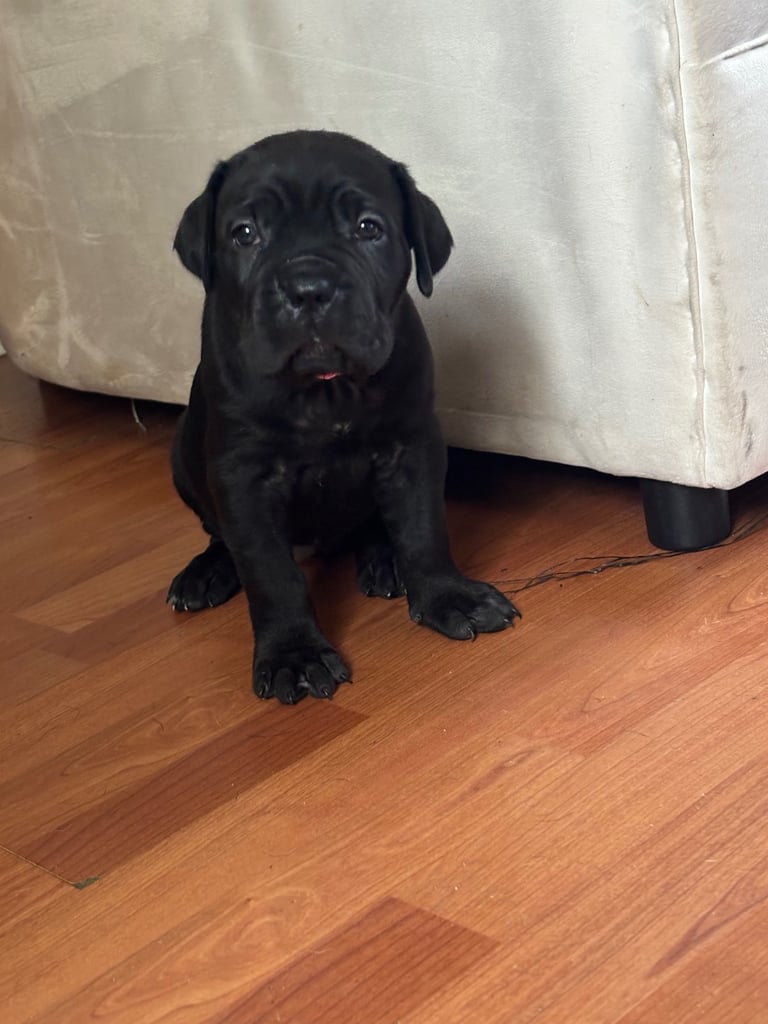 ‼️🐾💕Last girl💕💙Last boy💙🐾‼️