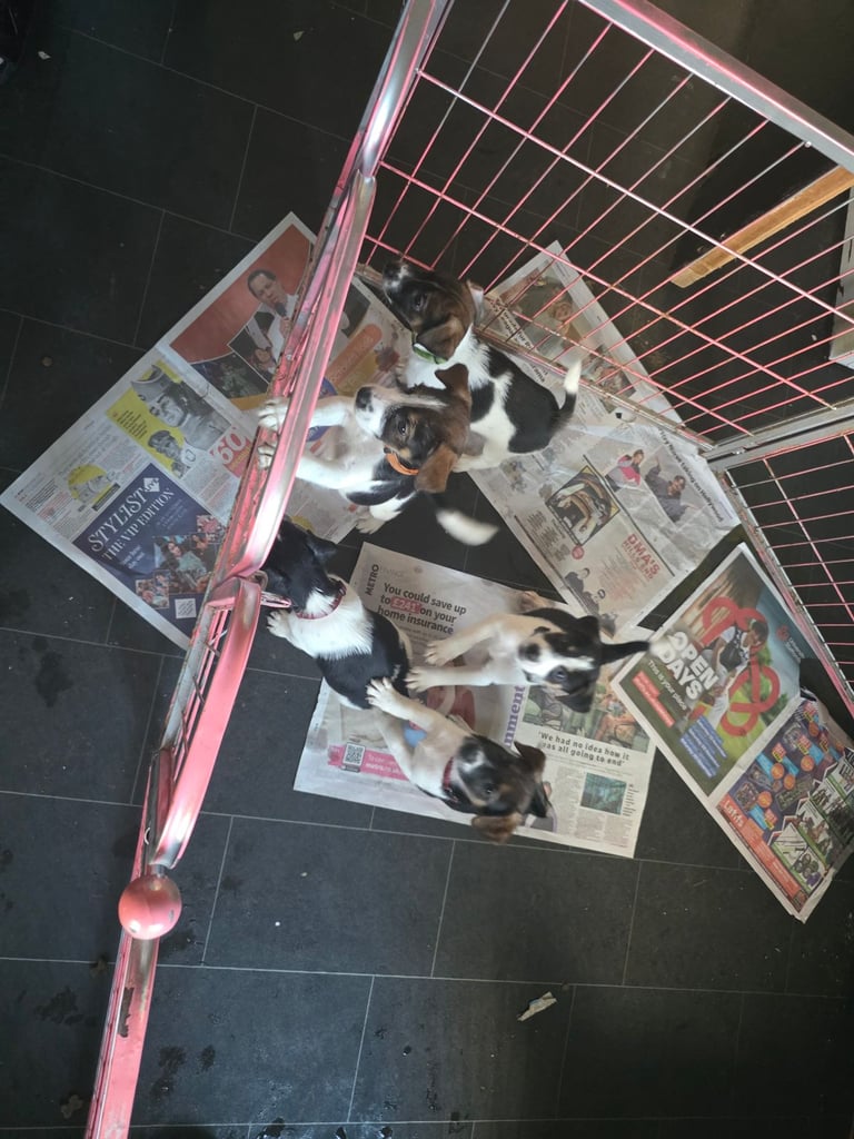 Traditional Jack russells puppies for sale