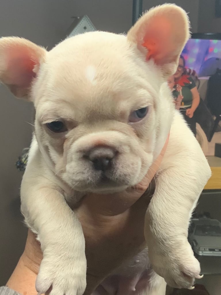 French Bulldog Dogs Puppies for Sale Gumtree