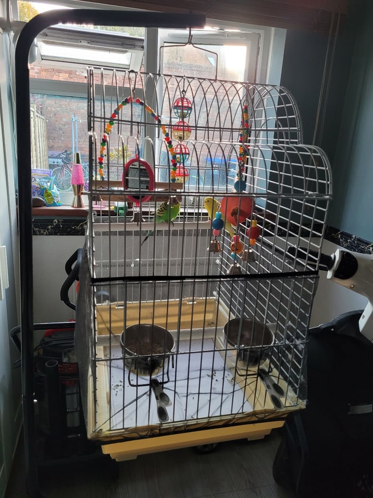 2 budgies for sale 
