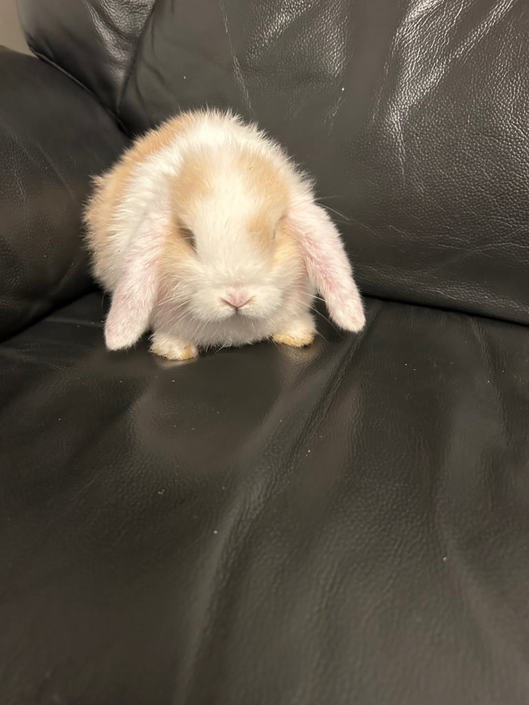 Baby mini lop (ready now)
