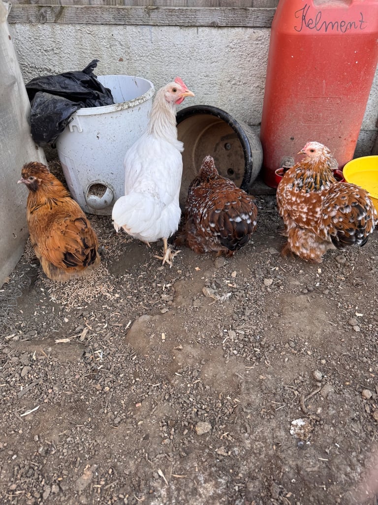 Beautiful Bantam Hens – Sadly Need a New Home