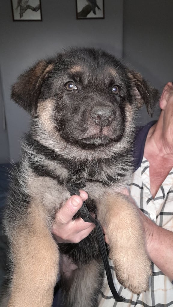 German shepherd puppies for sale 
