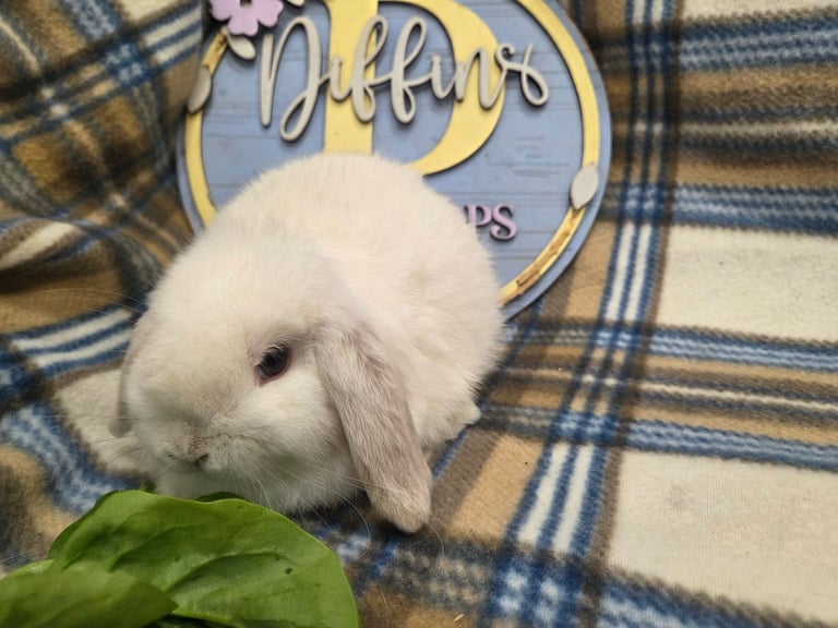 Baby mini lop bunnnies