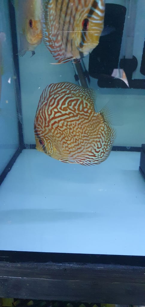 Discus fish 