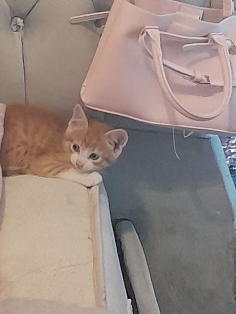 Small kitten 