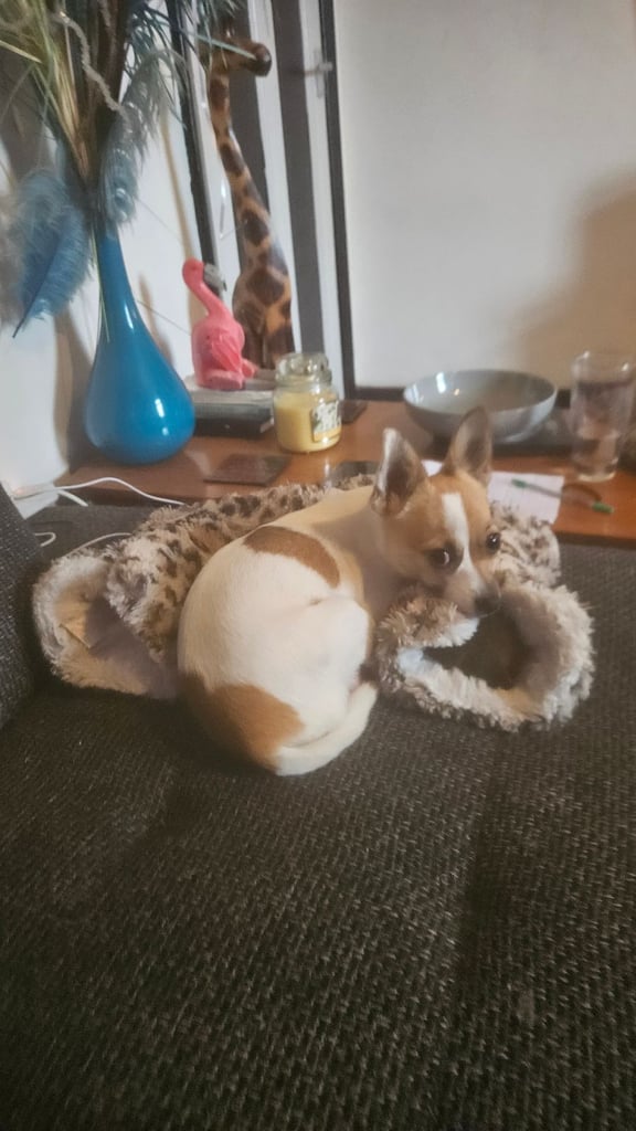 3/4 Chihuahua 1/4 Jack Russell Puppies for sale