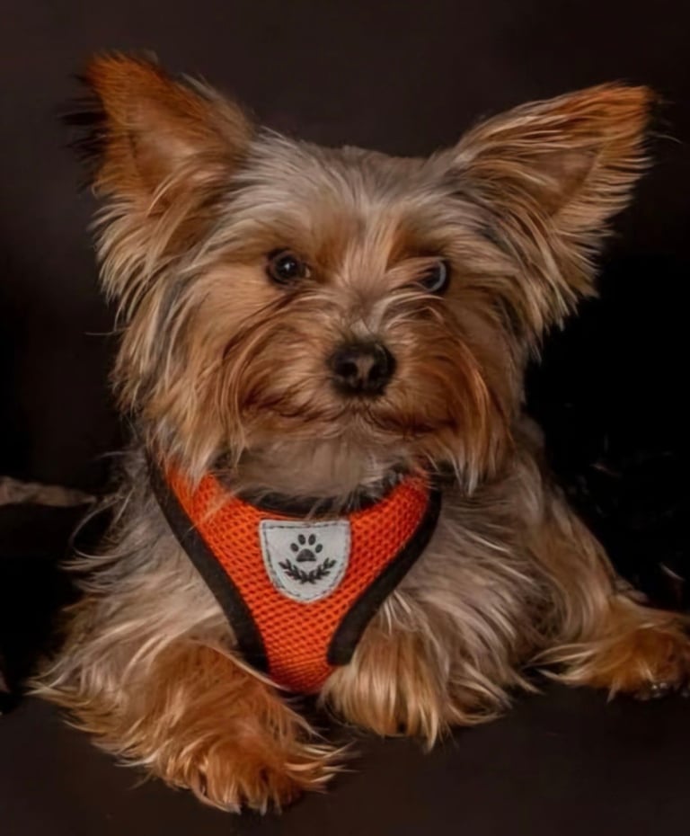 Female Yorkshire terrier 