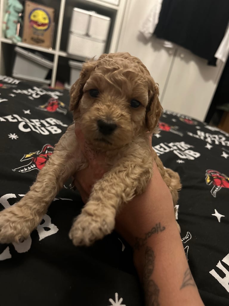 Miniature Cockapoo