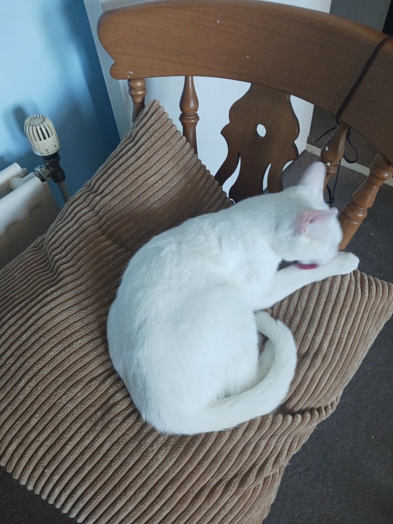 White cat lost in East Craigs