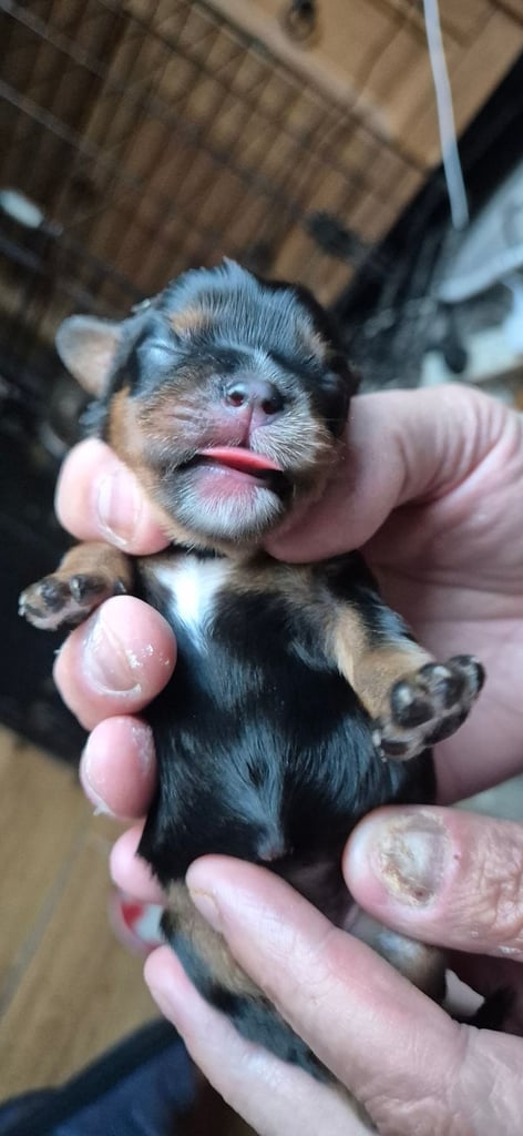 1 Cute Cavalier King Charles Puppy