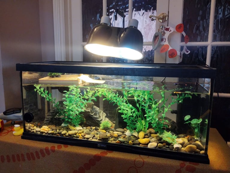 Pair of Musk Turtles with Tank, Lighting, Filter Pump, Heater, Thermometer and Accessories 