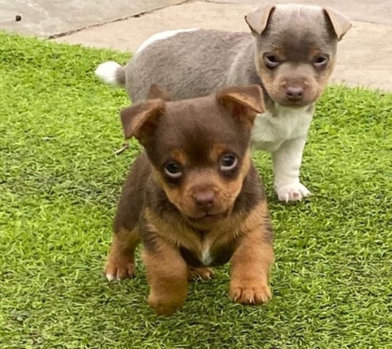 Gorgeous Miniature Jack Russell Puppy For Sale