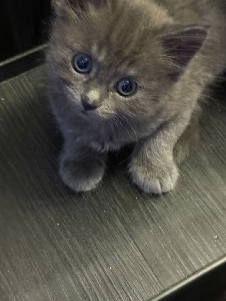 Maine coon / Persian/ British Blue mix - cute grey fluffy kitten ready to leave now