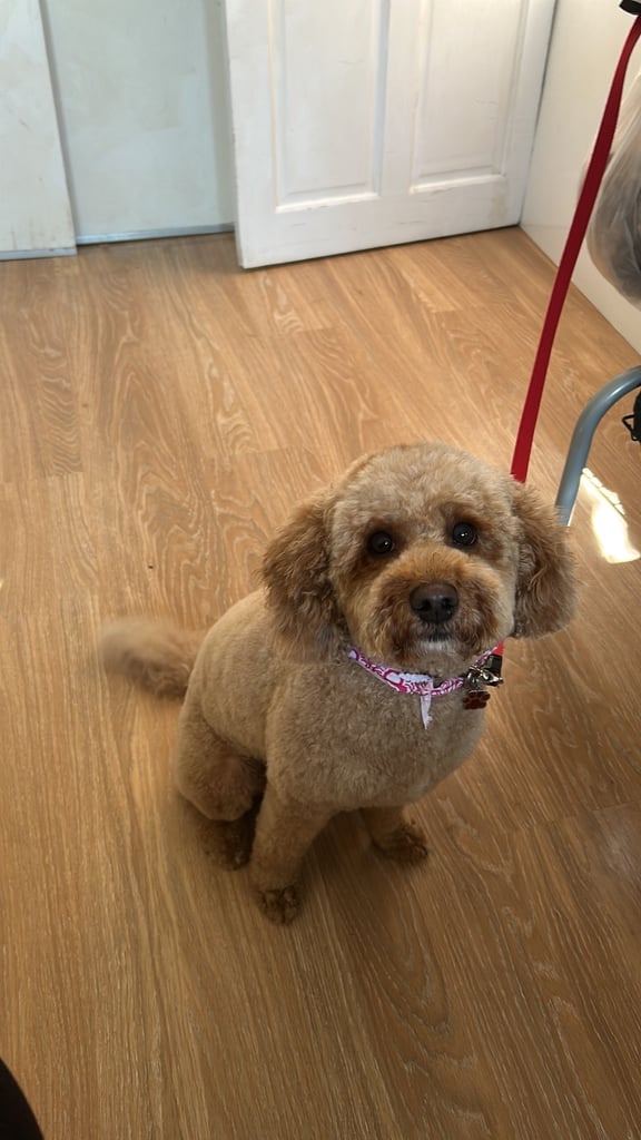 image for Professional Dog Grooming in Greenford – Friendly, Affordable & Local