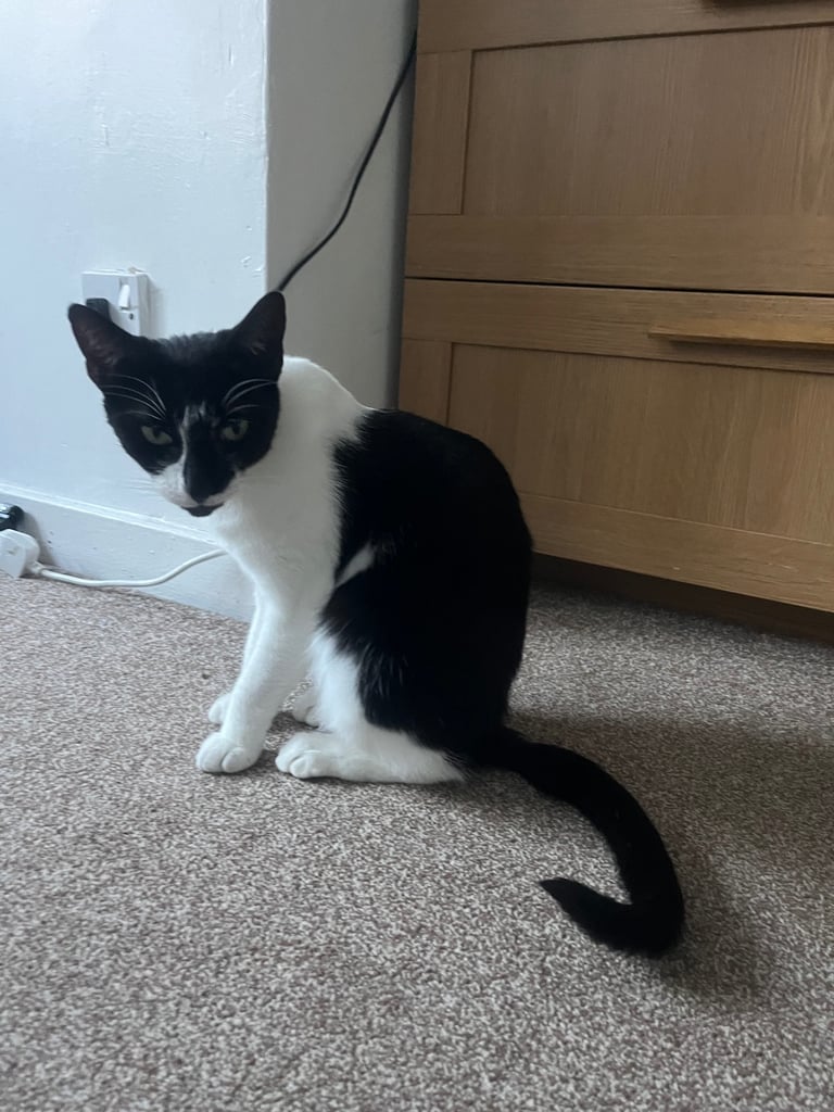2 black and white cats 