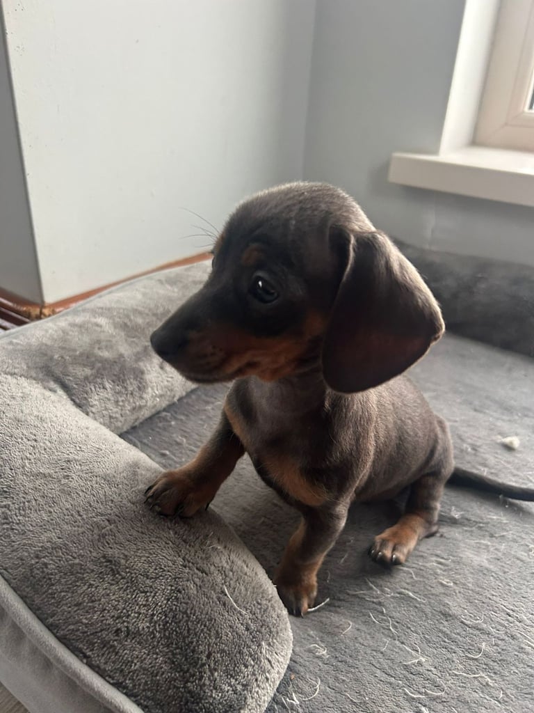 Dachshunds girl pup