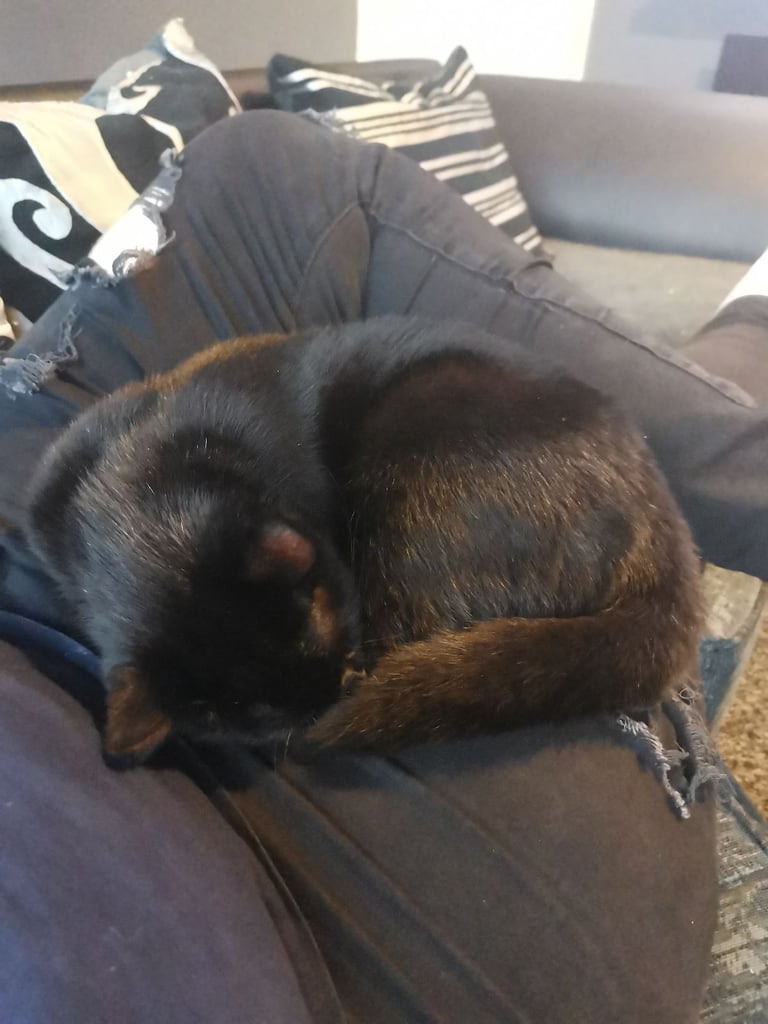 image for 3 cats for sale. 